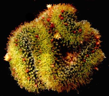 wildii crestata